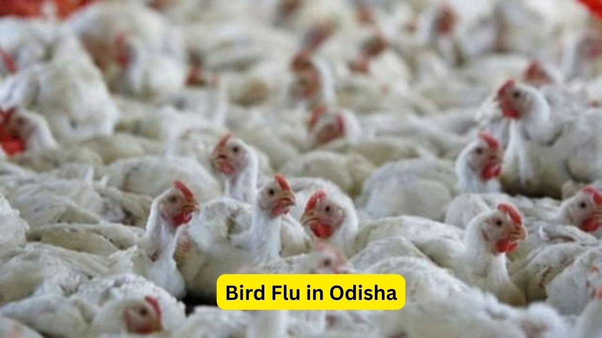 Bird Flu in Odisha