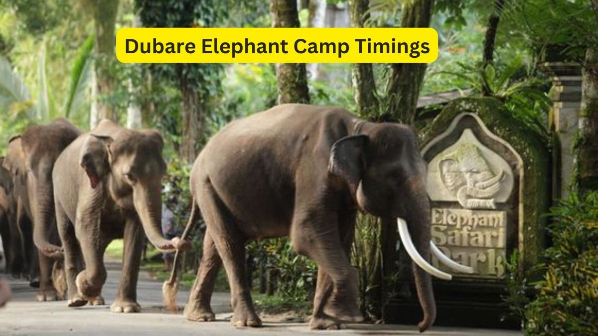 Dubare Elephant Camp Timings